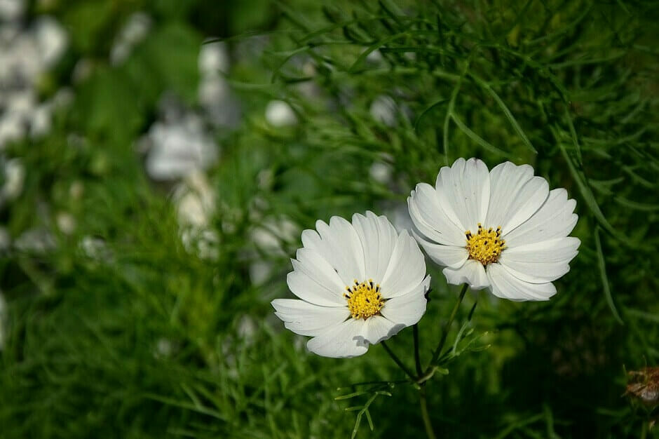 Two daisies among green plants